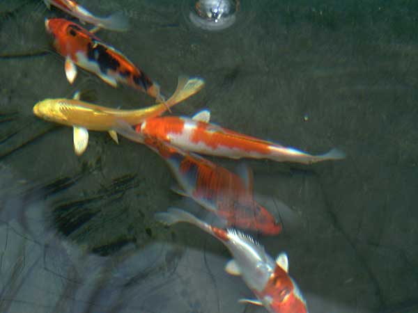 Koi carp Koi carp